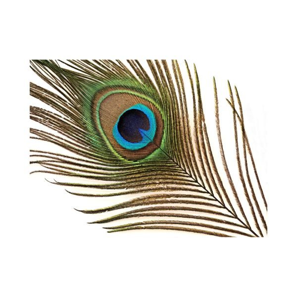 φτερά παγωνιού / peacock feathers